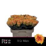 Milan 50cm
