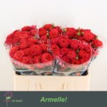 Armelle 50cm