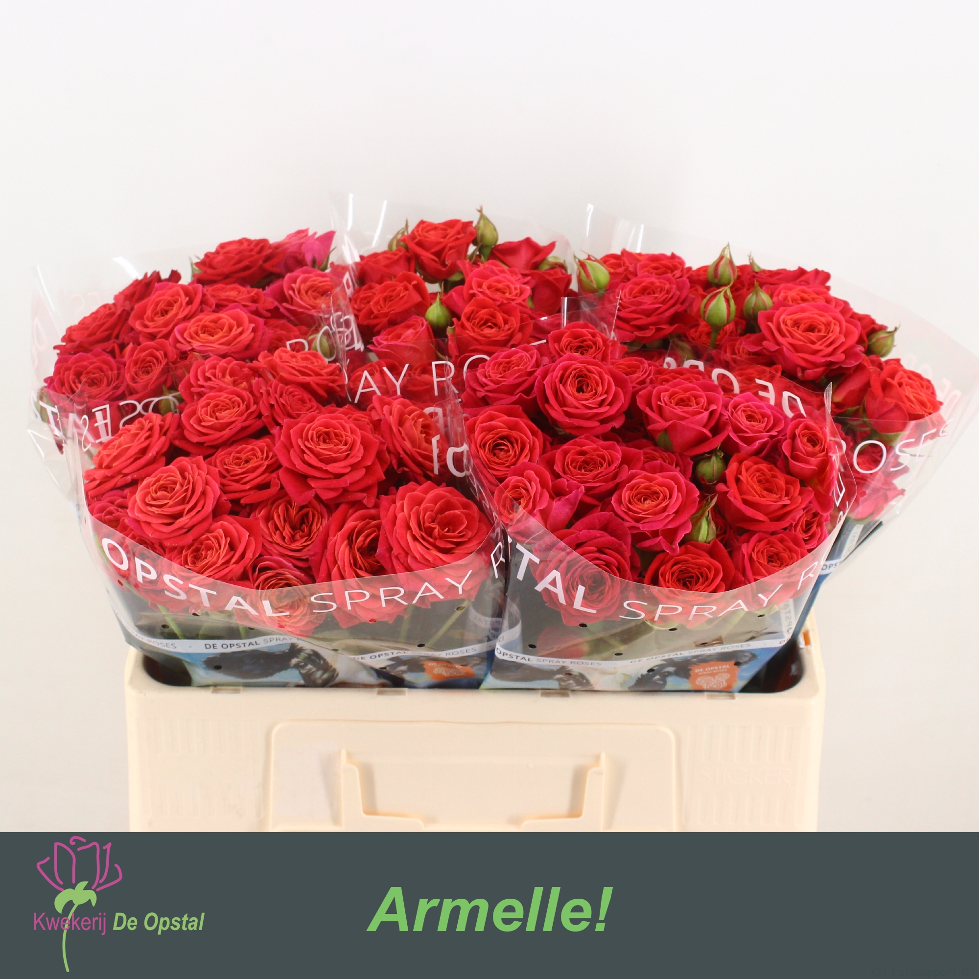 0x6181C26D1CFC7FC389575B5B9EA159326F301ED8 Armelle 50cm - immagine 1
