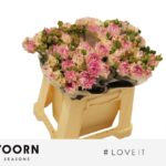 Love it 40cm