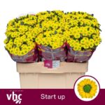 Chr San Aaa Start Up 55cm