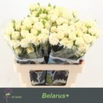 Belarus 70cm