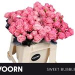 Sweet Bubblies 40cm