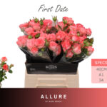 First Date 40cm