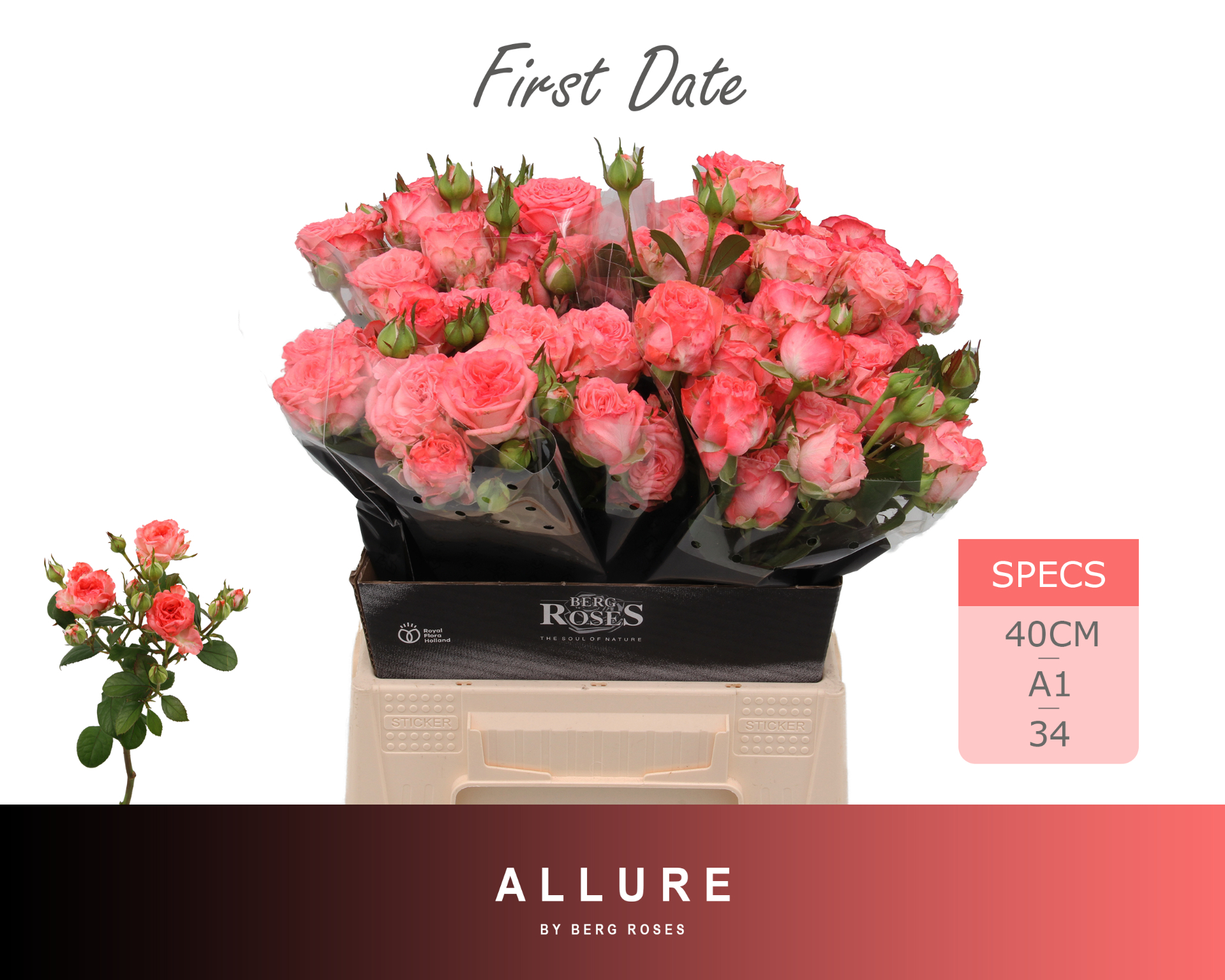 0xD9B01F3E8C631E698E0B25782EDD9559F100B800 First Date 40cm - immagine 1