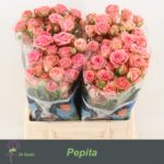 Pepita 40cm