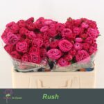 Rush 50cm