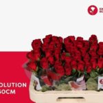 Revolution 60cm