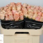 Wedding Bliss 50cm