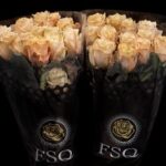 Champagner 50cm (25steli)