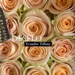 Tiffany 50cm (Ecuador)