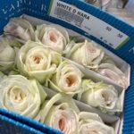White O'Hara 50cm (25 steli)