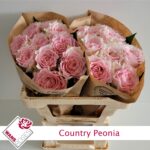 Country Peonia 50cm