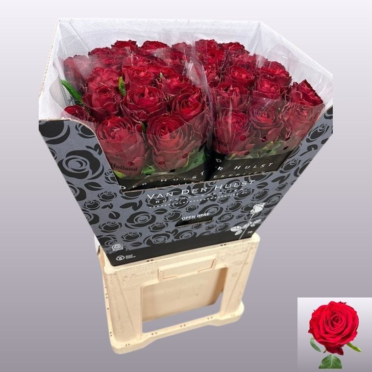 0xB29CFF4D80E5DA40D384395A3EC3EFF3FB3CA884 Anor 70cm - immagine 1
