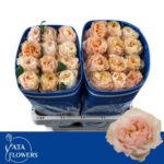 Princess Crown 60cm (25steli)