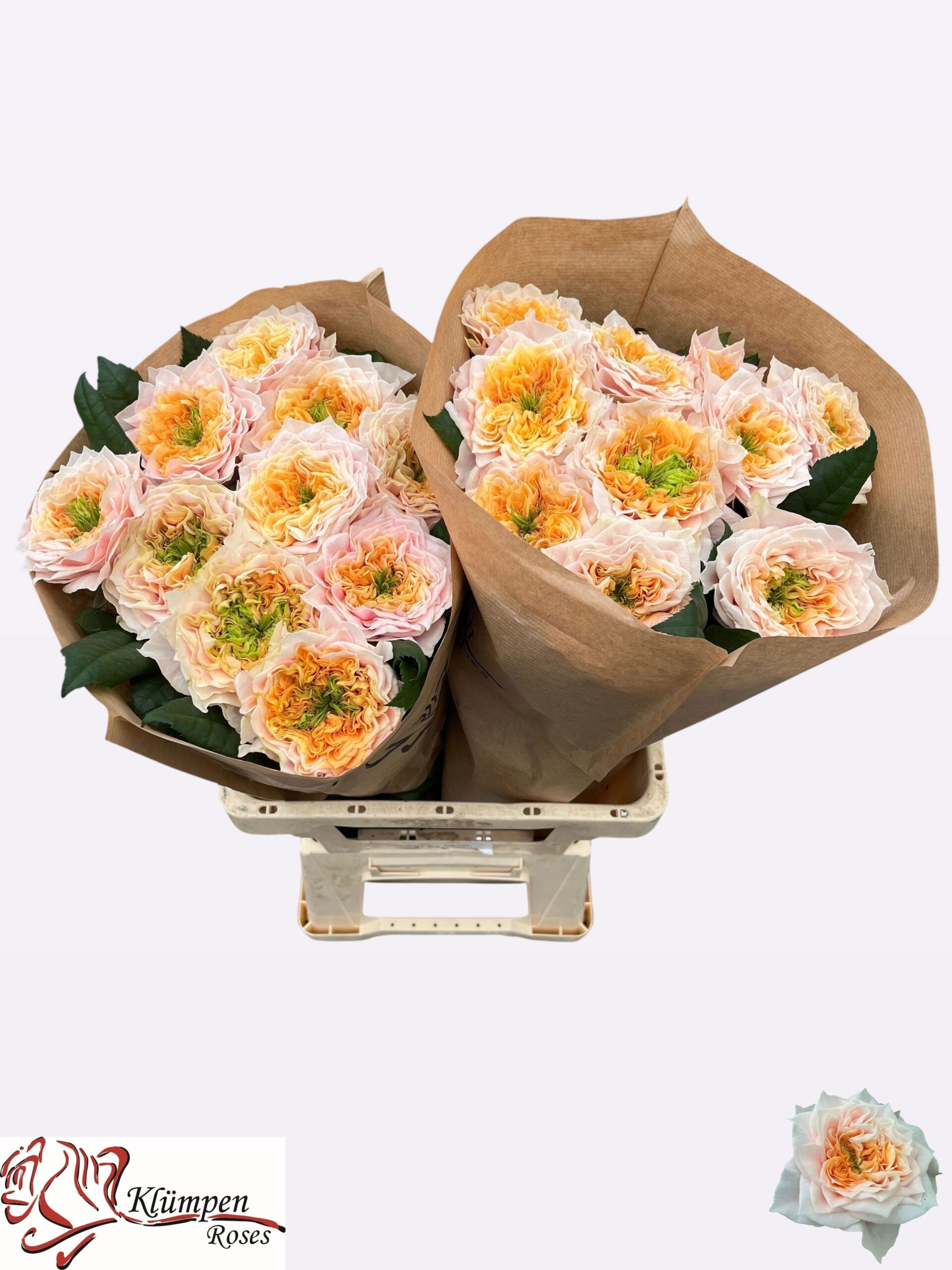 86e8622a-41b1-43ae-b030-5ac0e99988cd Sira Gardens 60cm - immagine 1