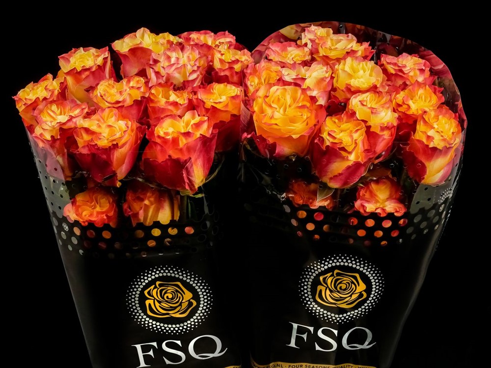 ECUADOR_ROOS_ROSA_ROSE_FLOWER_FSQ_NEWFORMAT_SUNSET X-PRESSION Suns X-pression 60cm (Ecuador 25steli) - immagine 1