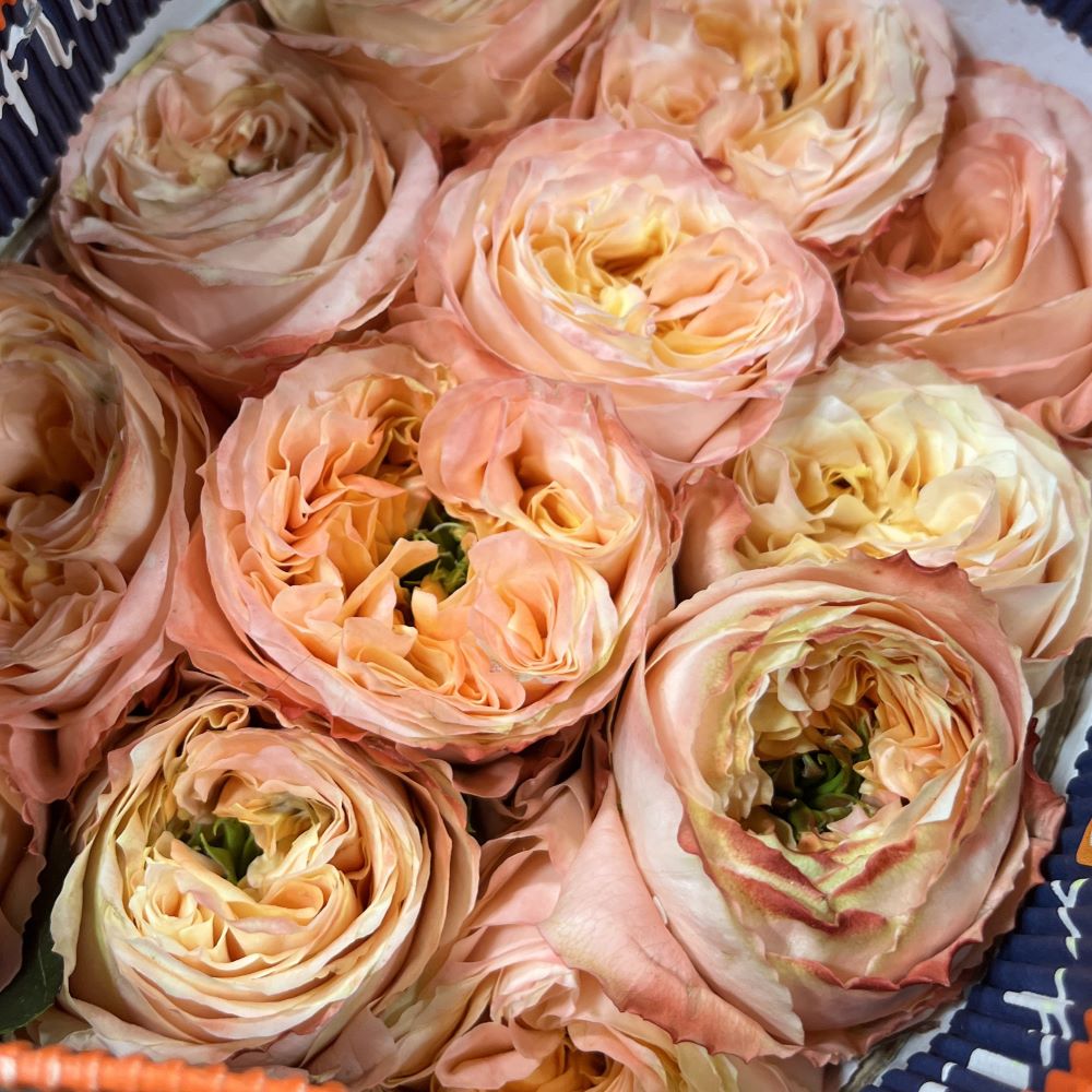 Melon-X-pression-roses Melon x-pression 60cm (Ecuador 25steli) - immagine 1