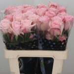 Pink O'Hara 65cm (25 steli)