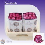 Deep Purple 55cm (Ecuador 20steli)