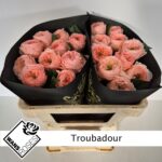 Troubadour 40cm