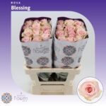 Blessing 65cm (Ecuador 20steli)