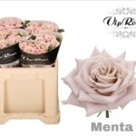 Menta 50cm