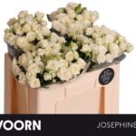 Josephine 50cm