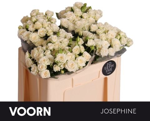 0xB6FEFD3A776E178407843E959CA1F3939EC5A371 Josephine 50cm - immagine 1