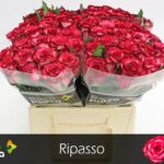 Ripasso 50cm