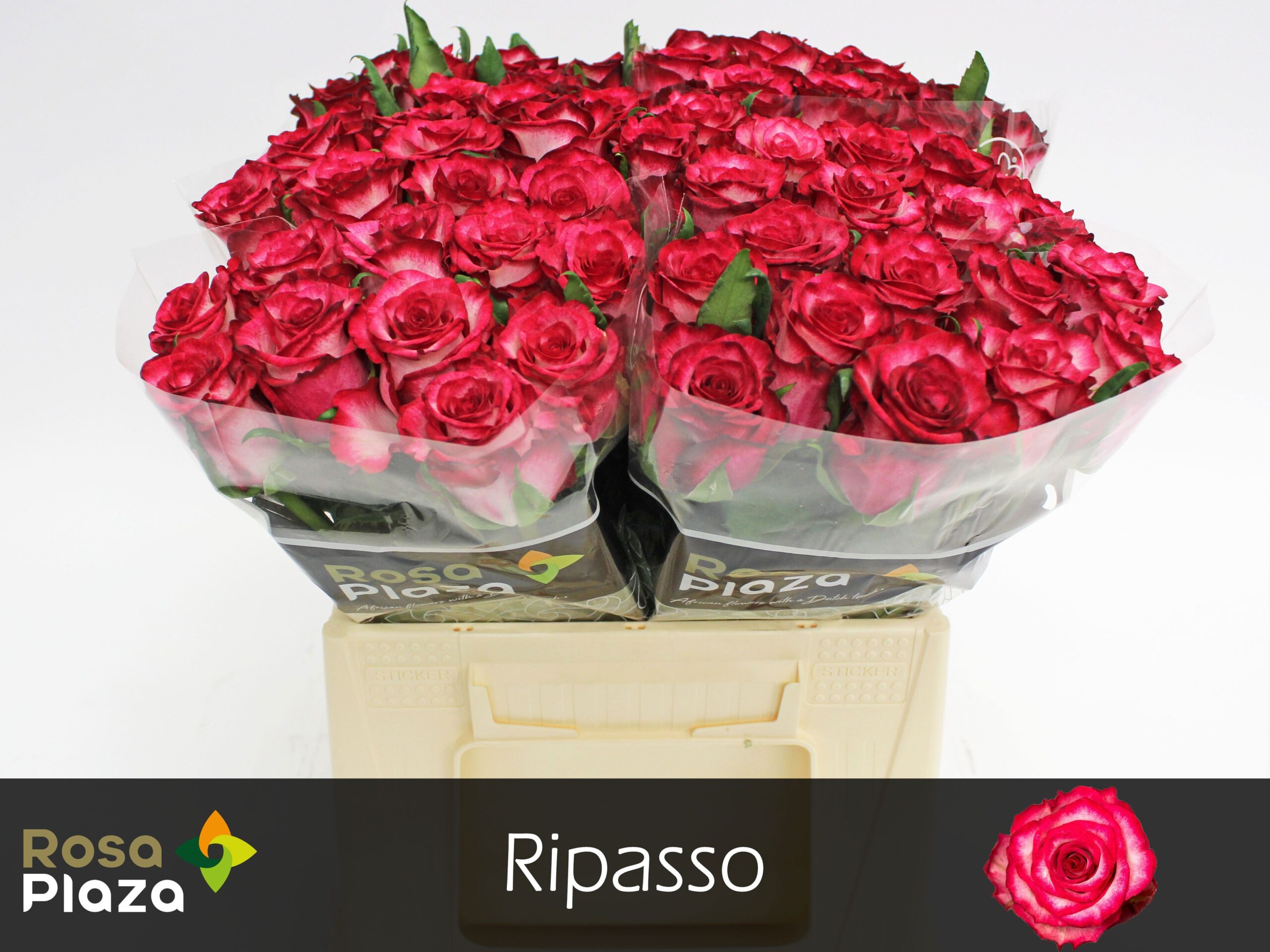 87b90bfc-29be-44c4-972e-a0d948e3696e Ripasso 50cm - immagine 1