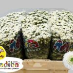 Chr San Mad Ideal White 55cm