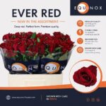 Ever Red 70cm