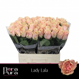 small_R_Gr_Lady_Lala Lady Lala 60cm - immagine 1