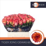 Tiger 60cm