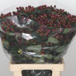 Hyp Coco Montana 50cm